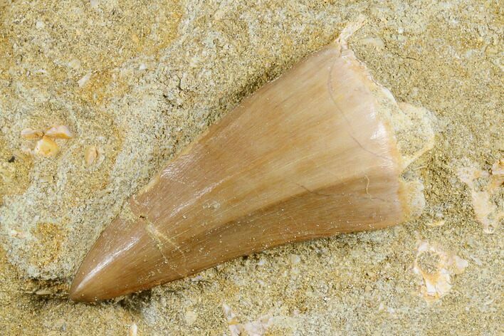 Mosasaur (Mosasaurus) Tooth In Rock - Morocco #179264
